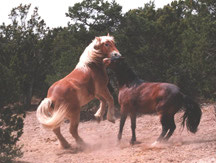 Two geldings play fighting